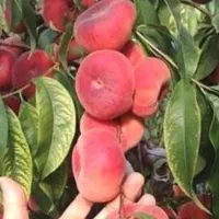 تعدا 30 عدد نهال هلوانجیری