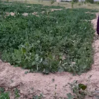 یونجه|لوازم جانبی حیوانات|اسفراین, |دیوار