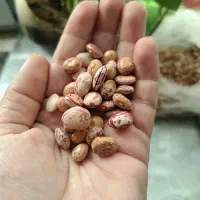 لوبیا چیتی تازه محصول۱۴۰۴ارگانیک دست چین