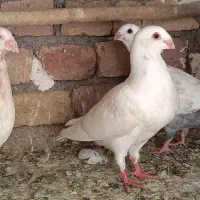 یک جفت سار خرطومی چند جوانه