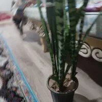 گل وگلدان