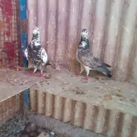 کبوتر درجه یک ،،فیروزاباد