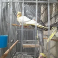 جفت عروس هلندی جوان همراه جوجه