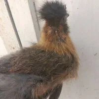 جوجه ابریشمی