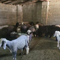 بره نر و ماده