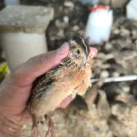 بلدرچین بالغ جوان تعداد