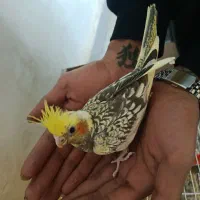 عروس هلندی دستی