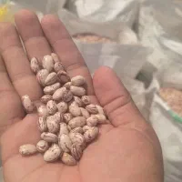 لوبیا|خوردنی و آشامیدنی|پارسآباد, |دیوار