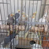 عروس هلندی