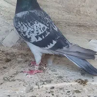 کفتر پلاکی پرینت دار و بدون پرینت ولی اصیل