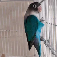 طوطی برزیلی.کوتوله برزیلی