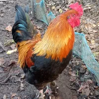 خروس سنگین وزن