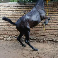 اسب‌مادیان‌