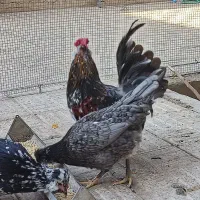 خروس پاکر بوشهری و مرغ گلین طوسی چهلتاج ریش