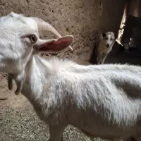 دو بز سانن