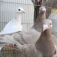 هفرنگ