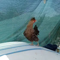 مرغ تخم گذار