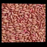 گندم بذری درجه یک