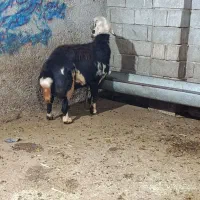 قوچی قوچ برقوچ‌میش بزقاله