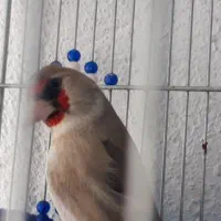سهره