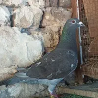 جفت نرو ماده ونروی 530نشسته با مدرک
