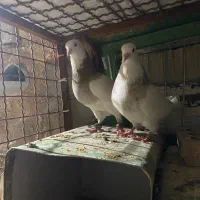 طوقی همه مدل ورنگ