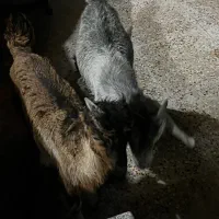 کهره