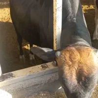گوساله نر