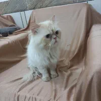 گربه پرشین