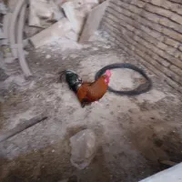 خروس