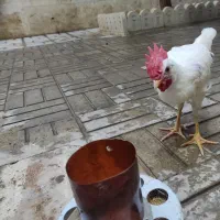 جوجه خروس سفید