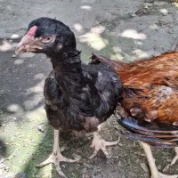 مرغ وخروس لاری