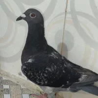 یک جفت کفتر عطیقه