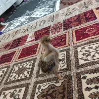 جوجه دو رگه