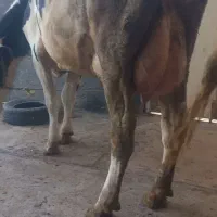 گاو وگوساله