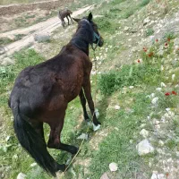 کره اسب ماده