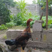 مرغ لاری ترک