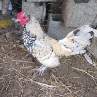 فروش خروس سبرایت