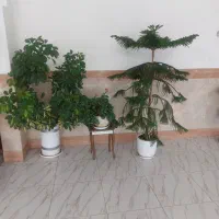 فروش-فوری-مغازه-تجاری-همکف-پاساژ-میدیا