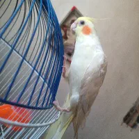 عروس هلندی مولد