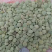 عدس زود پز