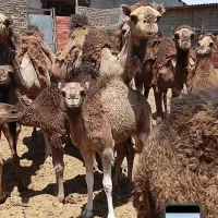 شتر|حیوانات مزرعه|قم, نوقطار|دیوار