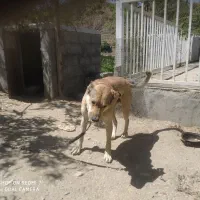 فروش سگ میکس سرابی وپژدر