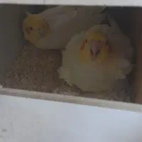 جفت عروس هلندی مولد