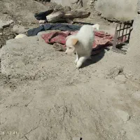 توله سگ پاپی 70روزه