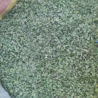 آویشن برگ پهن شیرازی
