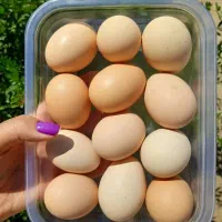 تخم مرغ محلی نطفه دار