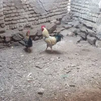 دوتامرغ خروس سالم . خانگی