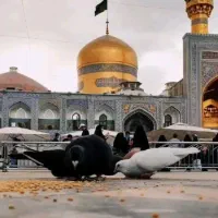 تورزیارتی مشهد الرضا 22 شهریور و هر روز حرکت