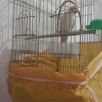 عروس هلندی نر سخنگو
